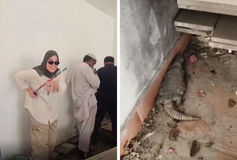 Environmentalist rescues spiny-tailed lizard from house in Bahrain
